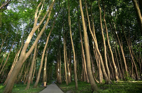 Footpath Natural Forest Beech Trees Picture Nature — Foto de Stock