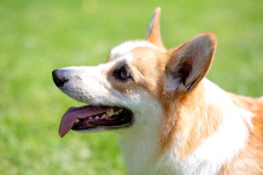 Corgi köpek gülümsemesi ve güneşli yaz gününde mutlu.