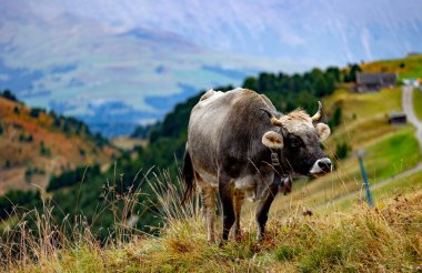 Brown alpine cow standing on a grassy slope with a panoramic mountain valley in the background 
