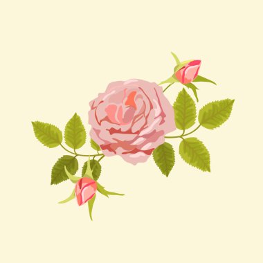 Gülü vektör çizim