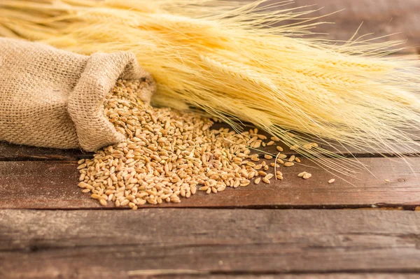 小麦の種子 — ストック写真
