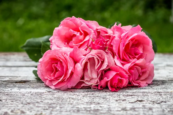 Roses — Stock Photo, Image