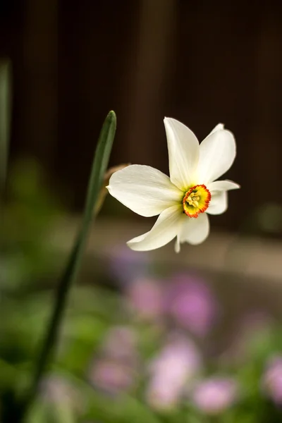 Daffodil flower — Stock Photo, Image