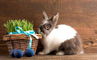 Paskalya yumurtalı Paskalya tavşanı