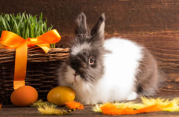 Paashaas met oranje paaseieren — Stockfoto