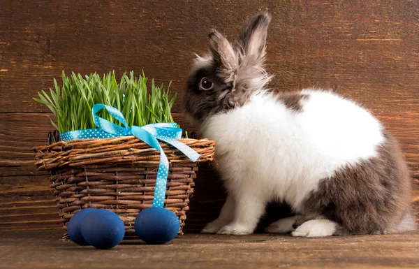 Schattig Pasen konijn — Stockfoto