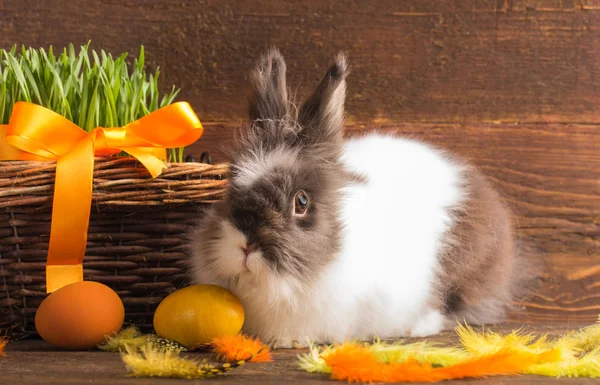 Leuke paashaas — Stockfoto