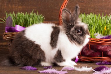 Sevimli Paskalya tavşanı