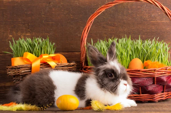 Leuke paashaas — Stockfoto