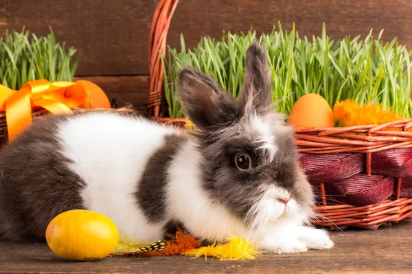 Leuke paashaas — Stockfoto