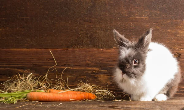 Conejo con zanahoria — Foto de Stock
