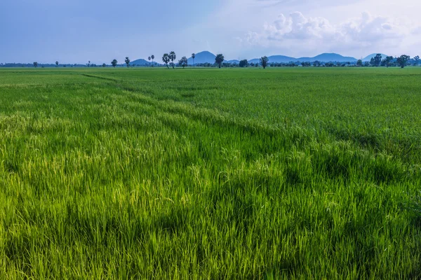 Campo de arroz verde en Tailandia —  Fotos de Stock