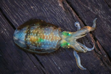 Canlı mürekkep balığı yakalayan deniz