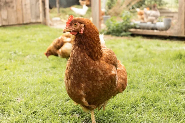 Polli Liberamente Foraggiamento Nell Erba Giardino Chiudere Gallina Guarda Nella — Foto Stock