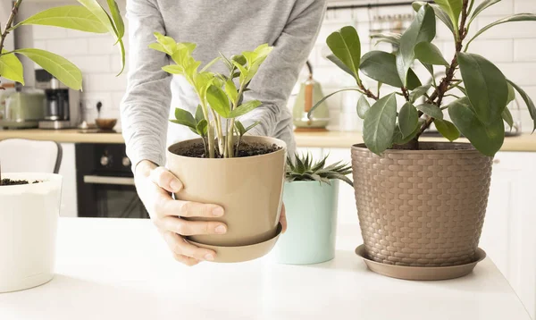 Close Mulher Regando Planta Verde Casa — Fotografia de Stock