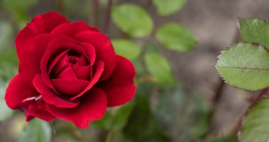 Bulanık arkaplanda yeşil tomurcuklu kırmızı çiçek