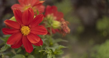 Bulanık arkaplanda yeşil tomurcuklu kırmızı çiçek