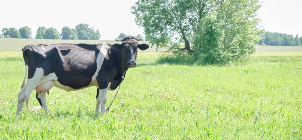 草の上から黒い子牛の頭が顔をのぞかせ 青い空にカメラを向ける — ストック写真