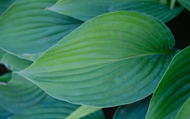 Yeşil yapraklar desen arkaplan, Doğal arkaplan ve duvar kağıdı