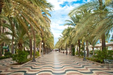 Palmiye ağaçları ile gezinti