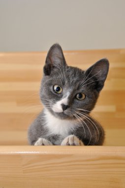 eğlenceli kedi