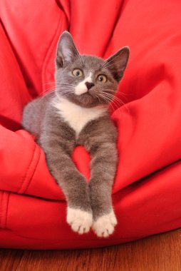 eğlenceli kedi