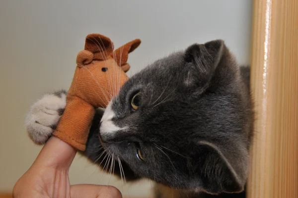 Gato gracioso — Foto de Stock