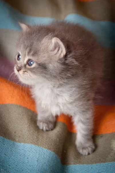 Gatito — Foto de Stock