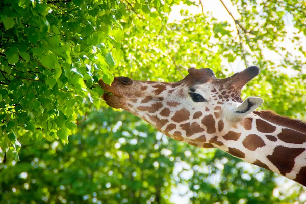 Girafe Images De Stock Libres De Droits