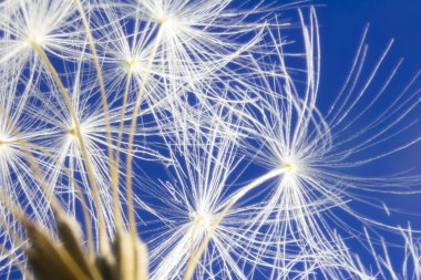 Mavi beyaz karahindiba kafasına