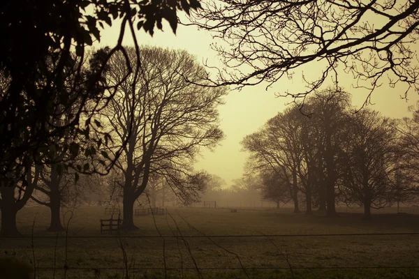 Tôt le matin, brouillard doré, silhouettes d'arbres sans feuilles — Photo