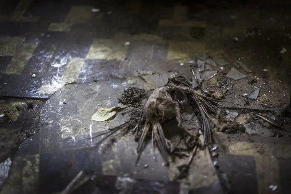 Dead bird skeleton with broken glass on dilapidated tiled floor — Stock Photo, Image