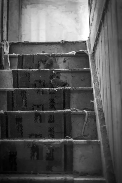 Tapis usé, vieux escaliers de maison abandonnée. Noir et blanc — Photo