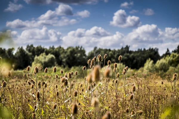 Field of teasels on sunny day — Stock Photo, Image