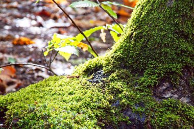 Fransa 'da ormandaki ağaçlar