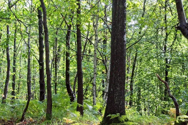 Pohon Pohon Hutan Perancis — Stok Foto