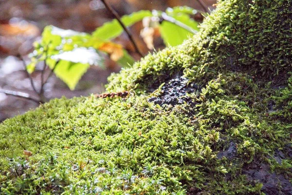 Árvores Floresta França — Fotografia de Stock