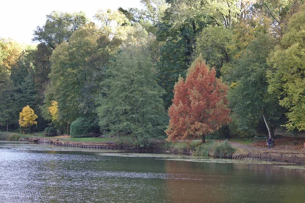 가을의 나무와 — 스톡 사진