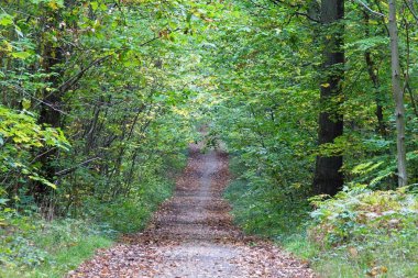 Ormanda güneş ışınları