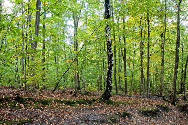 Ormanda güneş ışınları