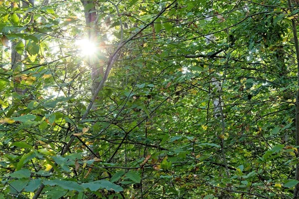 Ακτίνες Του Ήλιου Στο Δάσος — Φωτογραφία Αρχείου