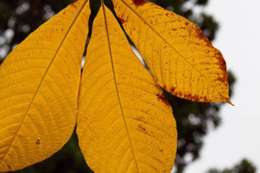Ağaçta sonbahar yaprakları