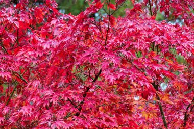 Parktaki sonbahar ağacı