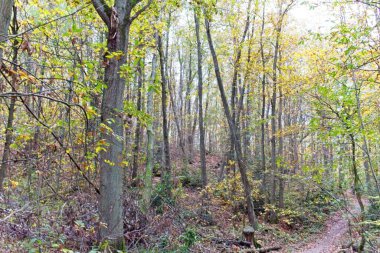 Parktaki sonbahar ağacı