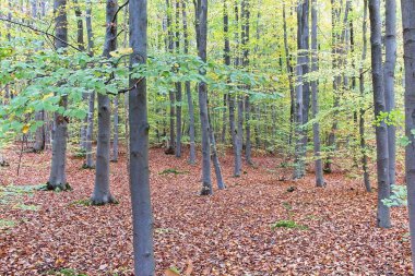 Parktaki sonbahar ağacı