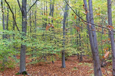 Parktaki sonbahar ağacı