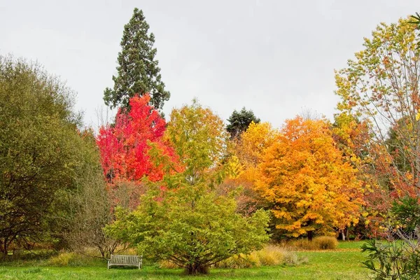 Autumn Tree Park — Stock Photo, Image