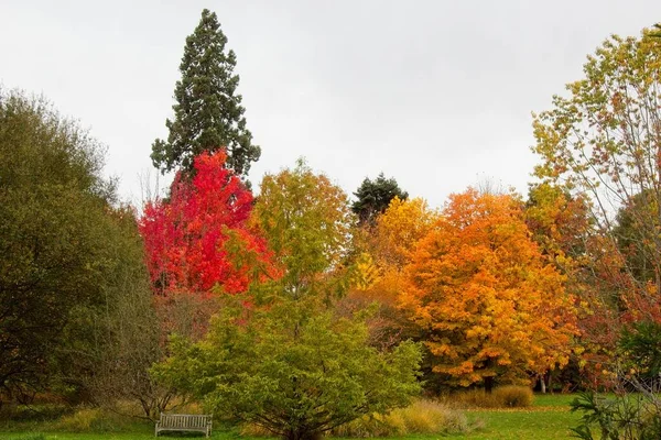 Autumn Tree Park — Stock Photo, Image