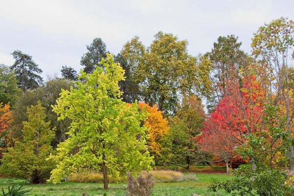 Autumn tree in the park