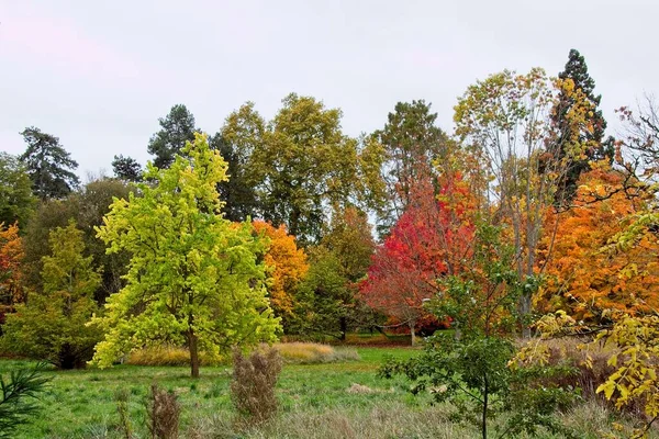 Autumn Tree Park — Stock Photo, Image